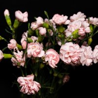 Flowers :: Наталья Шевякова