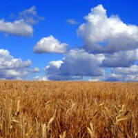 Пшеничное поле :: оля san-alondra