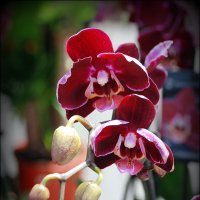 В Древней Греции орхидеи считались священными цветами. :: Anna Gornostayeva