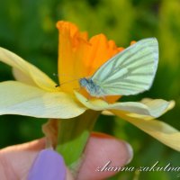 Нарцисс и бабочка :: zhanna-zakutnaya З.