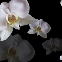 белая орхидея :: Ангелина К