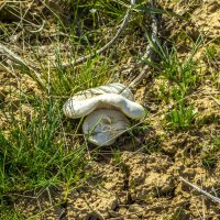 Белый полевой гриб :: Дмитрий Потапкин