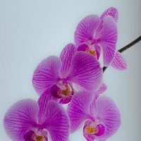 орхидеи :: Елена 