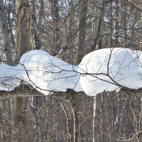 Развалился на ветках :: Лидия (naum.lidiya)