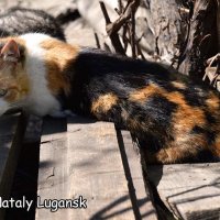 Кошка Катя :: Наталья (ShadeNataly) Мельник