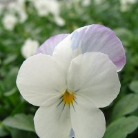 Viola x cornuta Twix Snow :: laana laadas