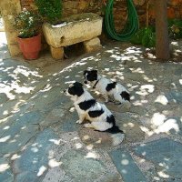Две собаки :: Валентина Пирогова