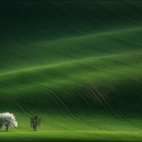 ...Ladies in White :: Влад Соколовский