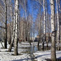 По расстаявшей тропе. :: Мила Бовкун