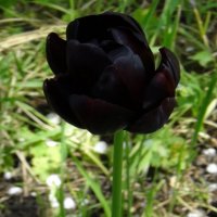 Чёрный тюльпан :: magvremeni 