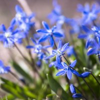 Синие цветы первые :: Yana Kern