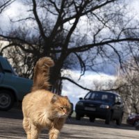 ДИРЕКТОР ДВОРА :: Андрей Михайлин