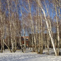 Берёзовая роща в городе . :: Мила Бовкун