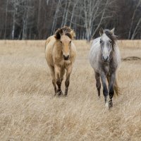 HashBrown and Aris :: Сергей Бушуев