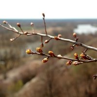 Весна :: Татьяна Баценкова