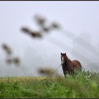 На зорьке :: Василий Хорошев