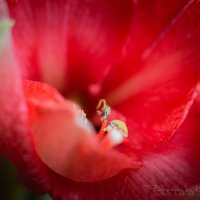 Hippeastrum :: Kiwin Kiwi