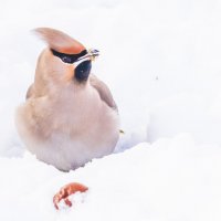 в снегу :: Соня Орешковая (Евгения Муравская)