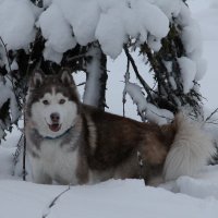 в засаде :: Анастасия Волкова