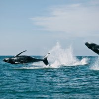 Puerto Vallarta :: Наталия Малова