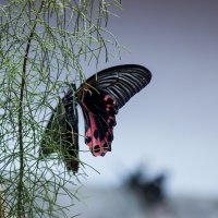 butterfly :: Александр Голубев