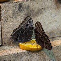 butterfly :: Александр Голубев