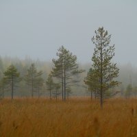 Туман в Карелии :: Weskym Markova