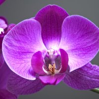 Орхидея :: Екатерина Исаенко