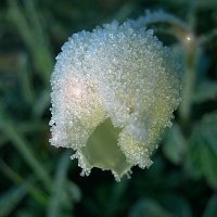 Цветок для Снежной Королевы :: ольга хадыкина