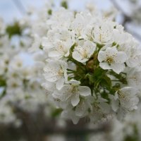 Цветущая яблоня :: Андрей Белецкий