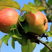 Поспели яблочки в саду :: Олег Волков
