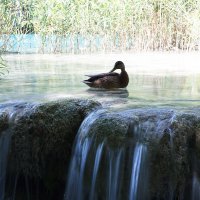 Плитвицкие озёра. Хорватия. :: Елена Барбарич