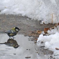 ну вот и весна :: андреа моор