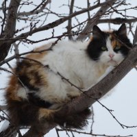 Кошка на дереве :: Анастасия Якаева