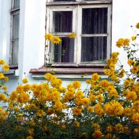 Цветы под окном :: Александр Мурзаев