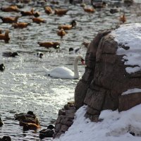 белый лебедь на пруду... :: Елена Милородова