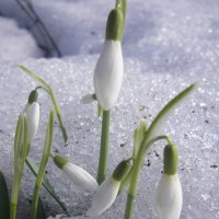 Весна придёт! :: Михаил Табаков