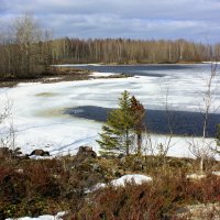 ВЕСЕННИЙ ЛЕС :: Николай Гренков