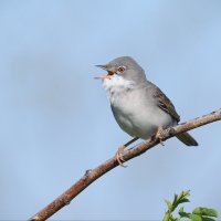 Славка серая. :: Светлана Ивановна Медведева