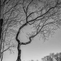 Дерево. :: Vladimir Kraft