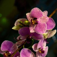 Орхидея :: Ирина Н