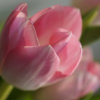 Розовые тюльпаны :: Наталия Григорьева