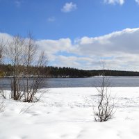 Снежная весна :: Ольга 