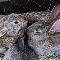 Кролики - это не только ценный мех... но и теплые, сердечные генераторы ПОЗИТИВА ))) :: Наталья Костенко
