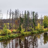 Лес :: Владимир Платонов