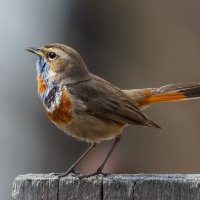 Варакушка :: Светлана Медведева 