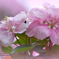 Розовая весна :: Nina Streapan