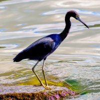 Птица Карибских островов :: Лёша 
