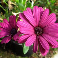 Osteospermum / Остеоспермум :: laana laadas