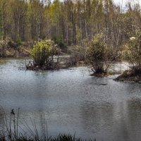 Лесное озерцо :: Владимир Буравкин